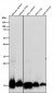 Anti-Histone H3 (di methyl K4) Rabbit Monoclonal Antibody